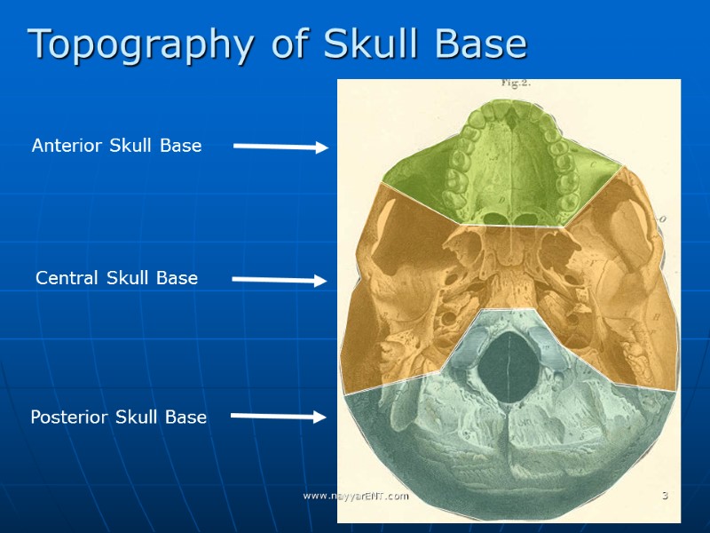 Anterior Skull Base  Central Skull Base Posterior Skull Base Topography of Skull Base